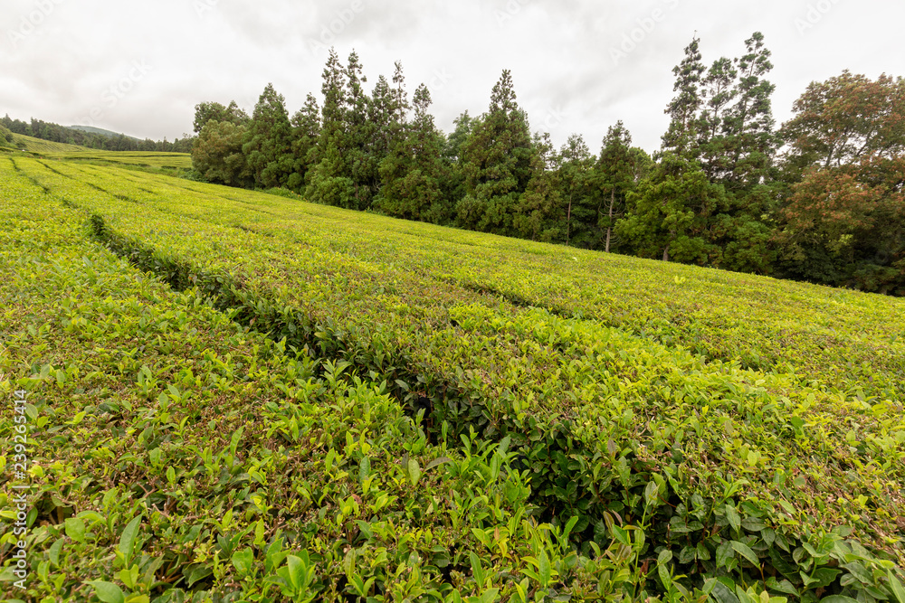 Evergreen trees behind rows of tea shrubs at the Gorreana tea plantation in Sao Miguel, Portugal.