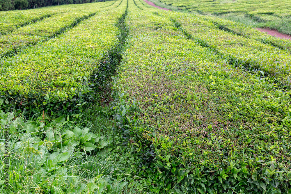 Rows of tea shrubs in the Gorreana tea plantation on Sao Miguel.
