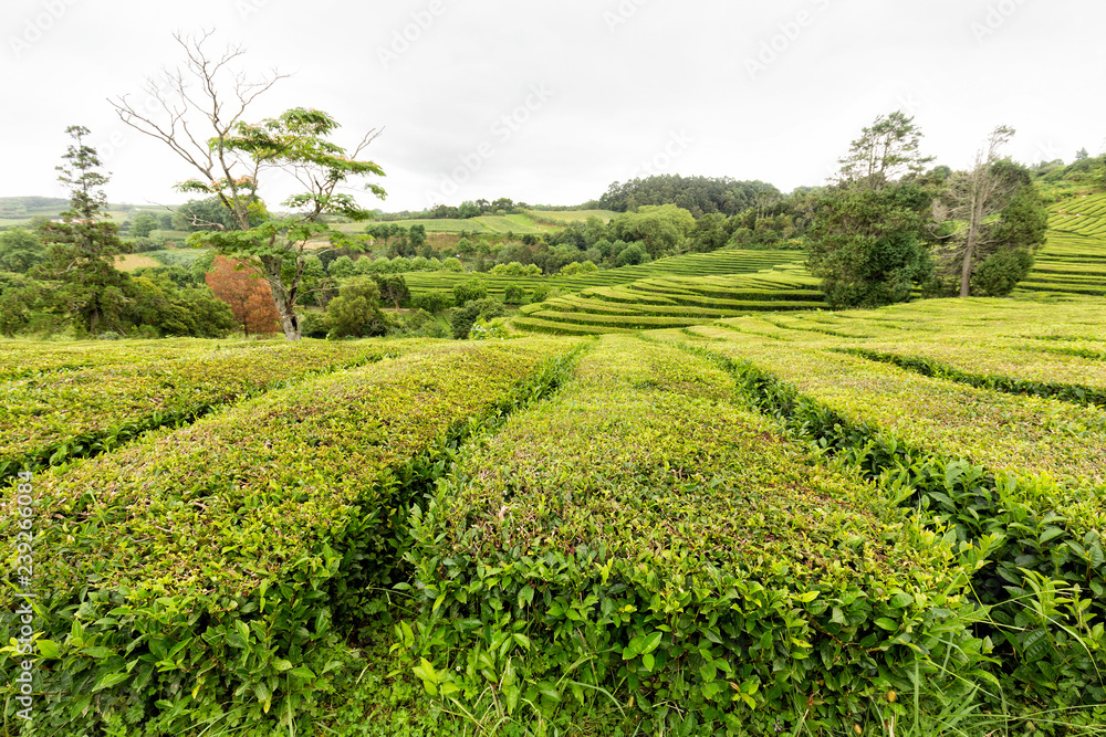 Green rows of tea at a tea plantation in the Azores.