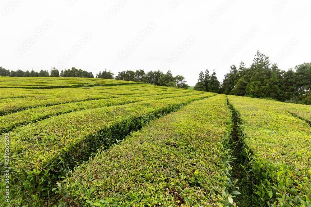Tea growing in the subtropical climate of Sao Miguel in the Azores.