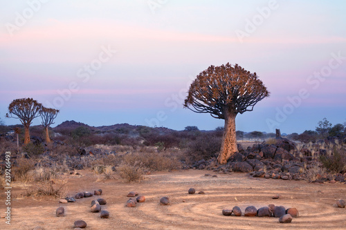 Quiver tree forest on blue and pink twilight sky background and magic stone circles, fantastic african landscape in Keetmanshoop, Namibia