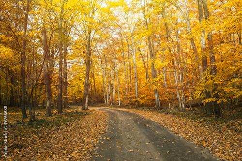 Fall background. Autumn country road color tour. Bright and cozy warm. Wishfull happiness.