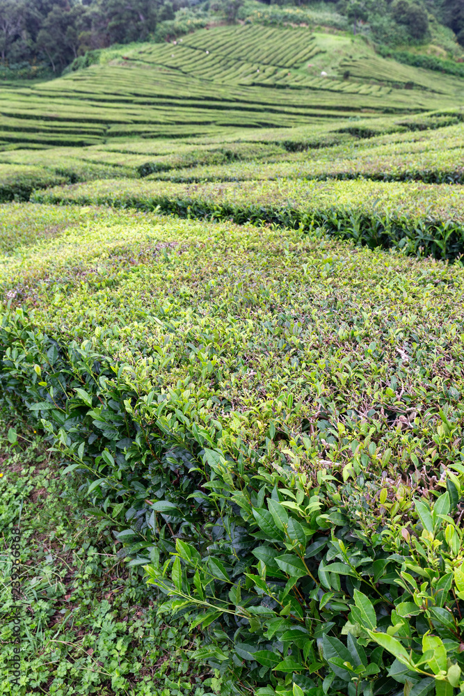 Portrait view of numerous rows of tea growing on the Island of Sao Miguel in the Azores, Portugal.