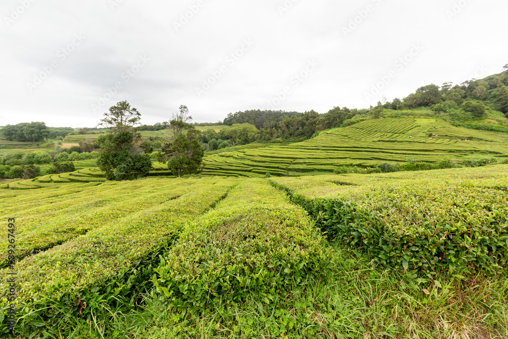 A beautiful tea plantation on the Azores island of Sao Miguel, Portugal.