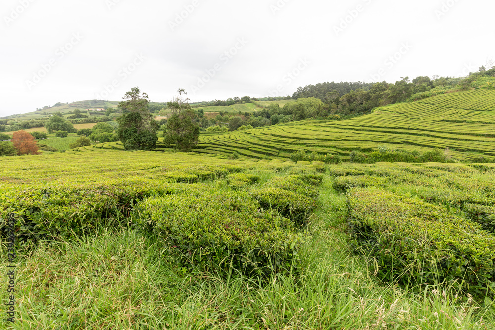 A tea plantation on the Portuguese island of Sao Miguel in the Azores.