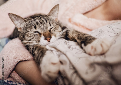 cat sleeps with a young woman, funny happy muzzle of cat, cat smiles