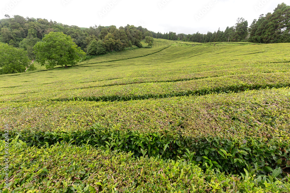 Tea bushes growing up to the top of a valley in the Azores.