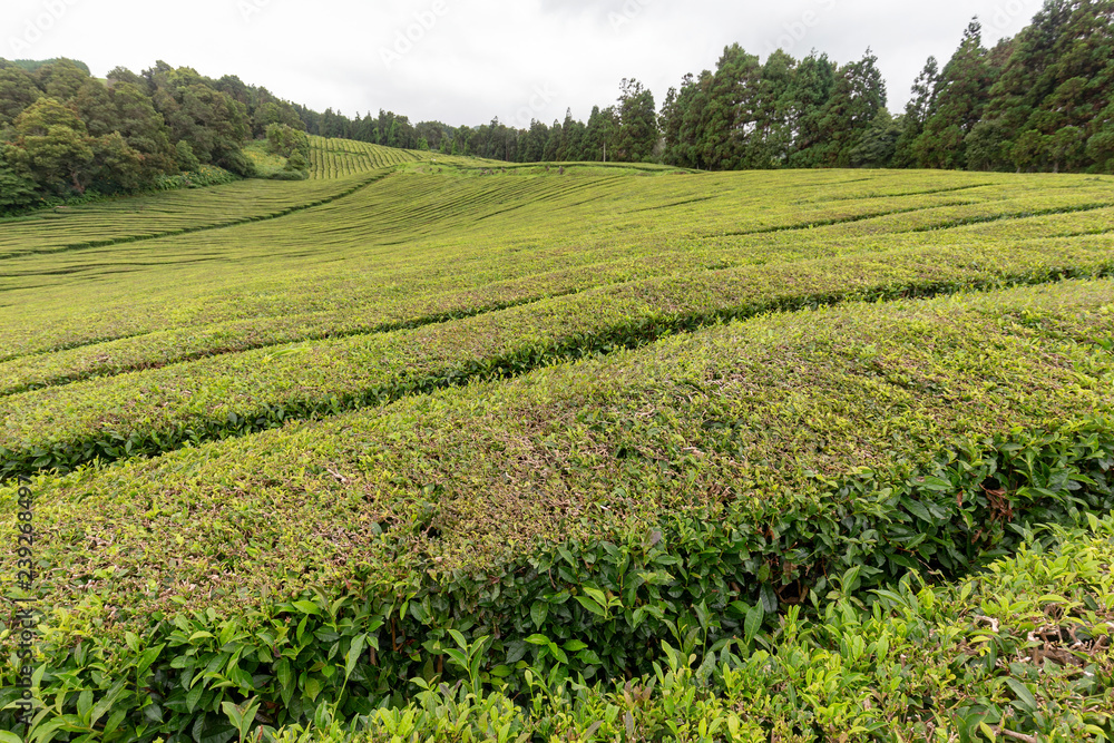 View of part of a tea plantation on the island of Sao Miguel in the Azores, Portugal.