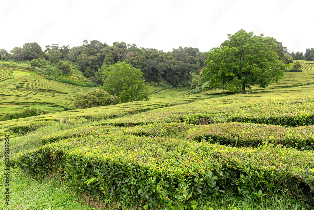 Trees growing amongst hedges of tea at a plantation on Sao Miguel in the Azores.
