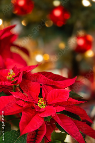 Bild auf Leinwand Red Poinsettia (Euphorbia pulcherrima), Christmas Star flower