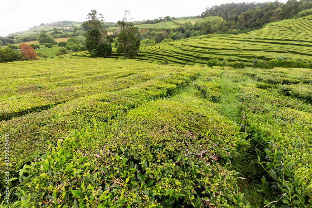A Portuguese tea plantation on the island of Sao Miguel in the Azores.