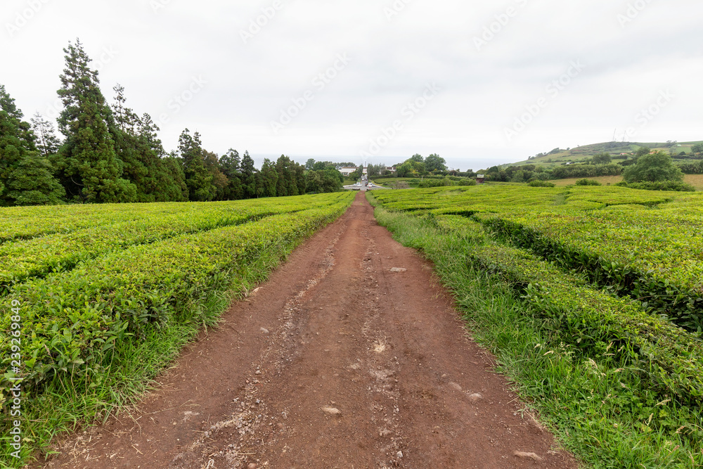A red volcanic road leading down between rows of green tea growing at a plantation in the Azores.