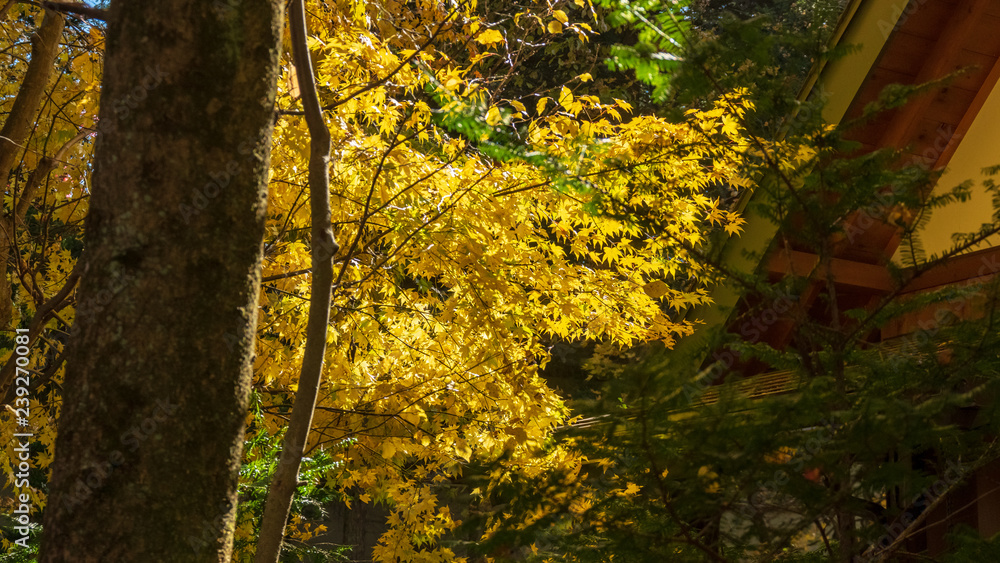 Obraz premium 秋の軽井沢散歩