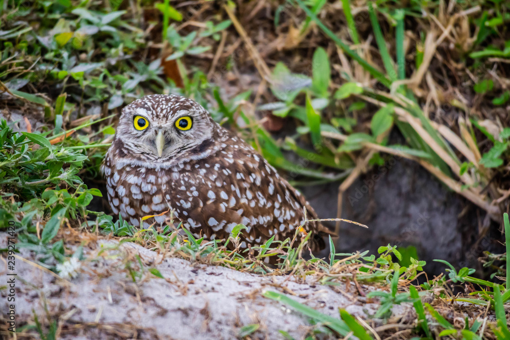 A Burrowing Owl in Cape Coral, Florida A Burrowing Owl in Cape Coral, Florida