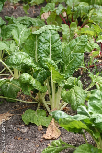 Wallpaper Mural Acelgas Torontodigital.ca