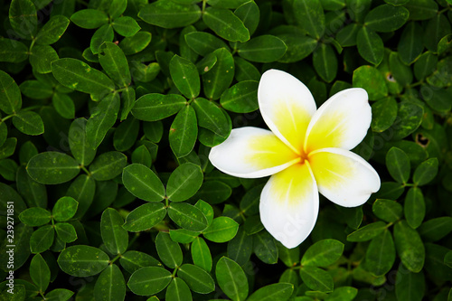 Tropical plumeria flower 