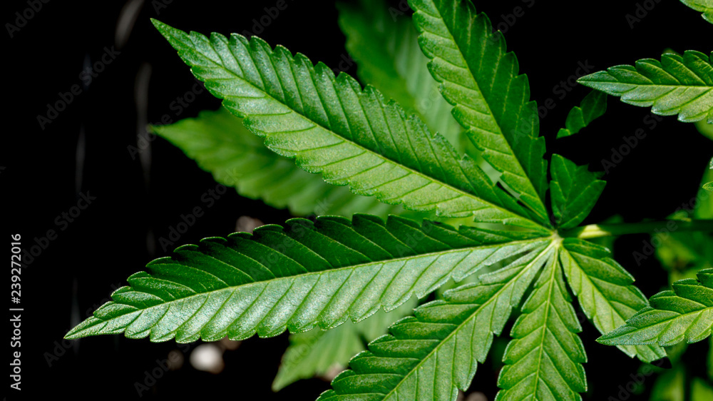 Cannabis Leaf Marihuana Plant in Garden Cannabis Leaf Marihuana Plant in Garden