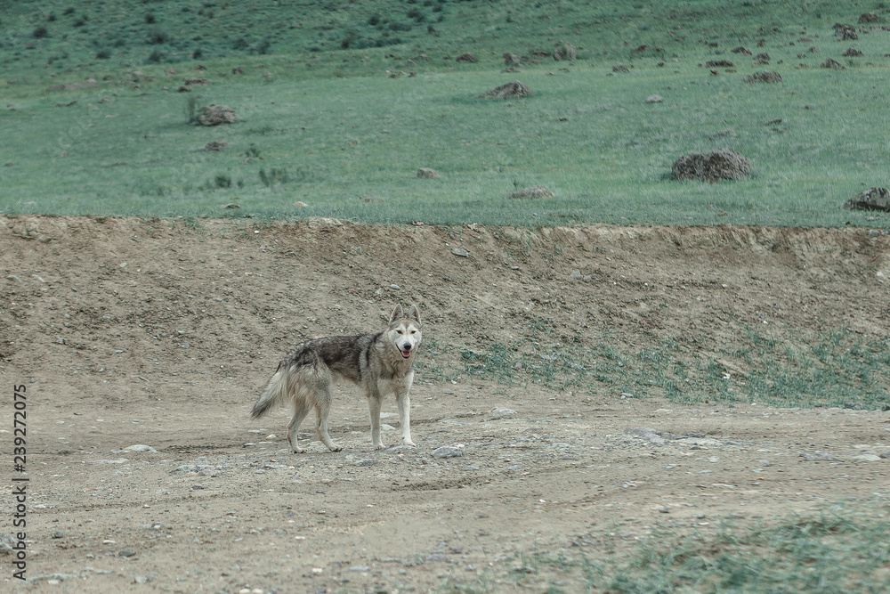 Naklejka premium Dog guide in the Altai mountains