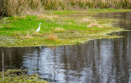 A Great White Egret in Abbeville, Louisiana