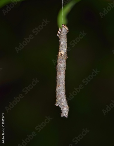Urban Wildlife Guide: Twig-Mimic Caterpillar