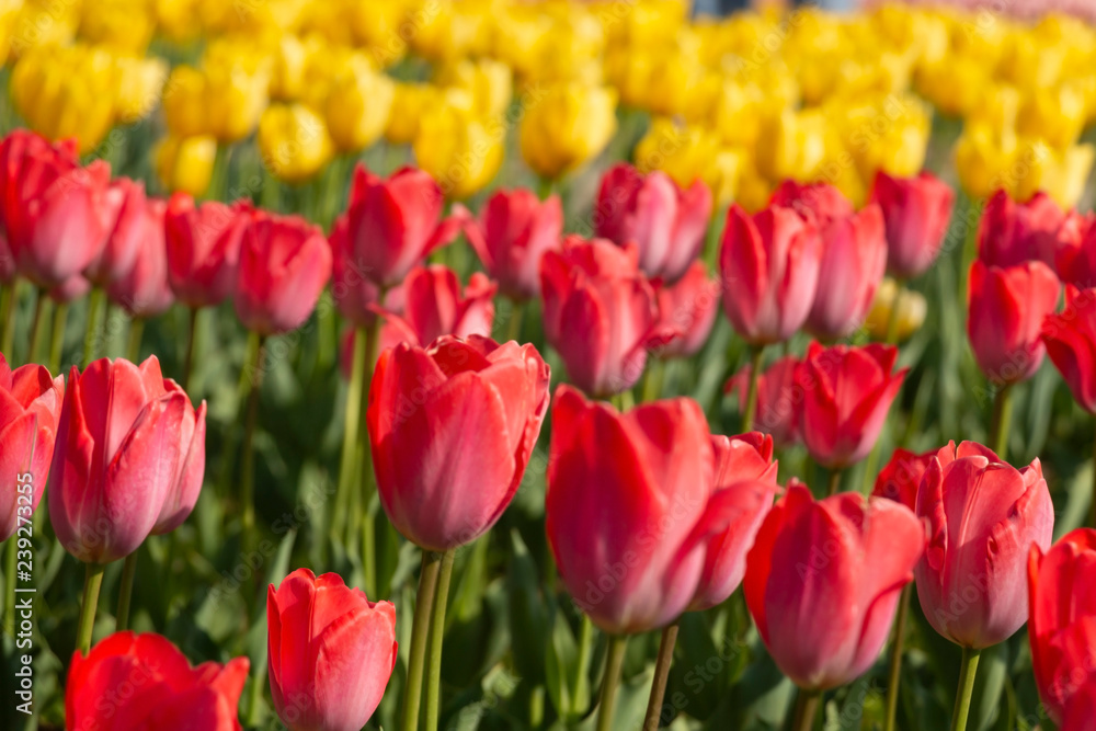 red and yellow tulips blooming in garden in soft focus red and yellow tulips blooming in garden in soft focus