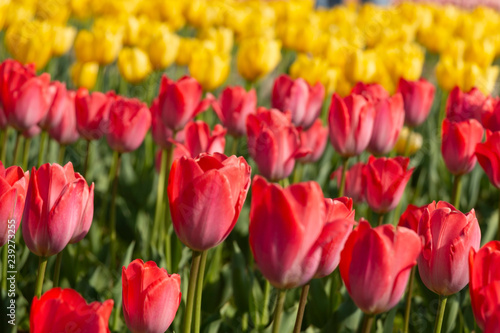 red and yellow tulips blooming in garden in soft focus