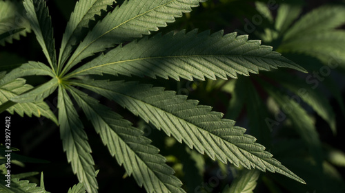 Cannabis Leaf Marihuana Weed Plant in Garden