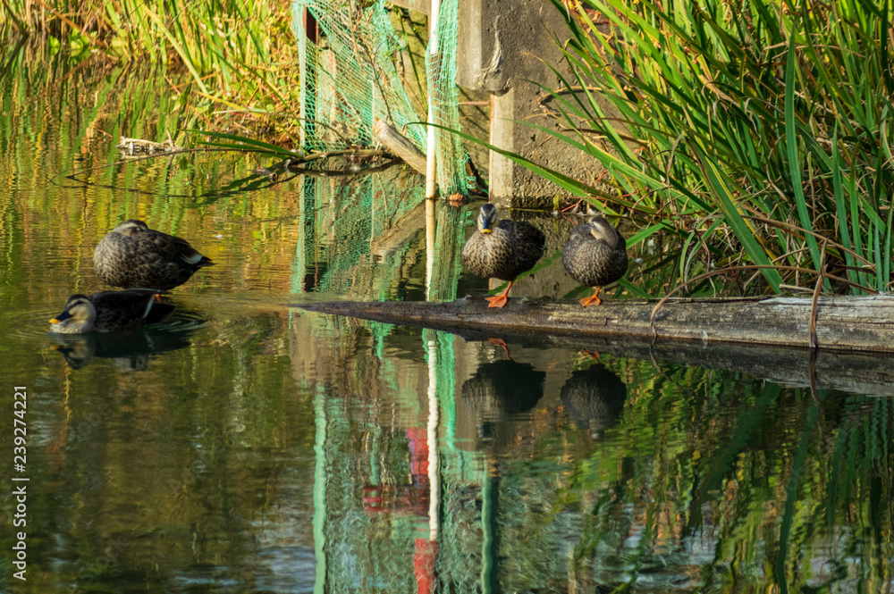 Obraz premium 矢ケ崎公園 秋