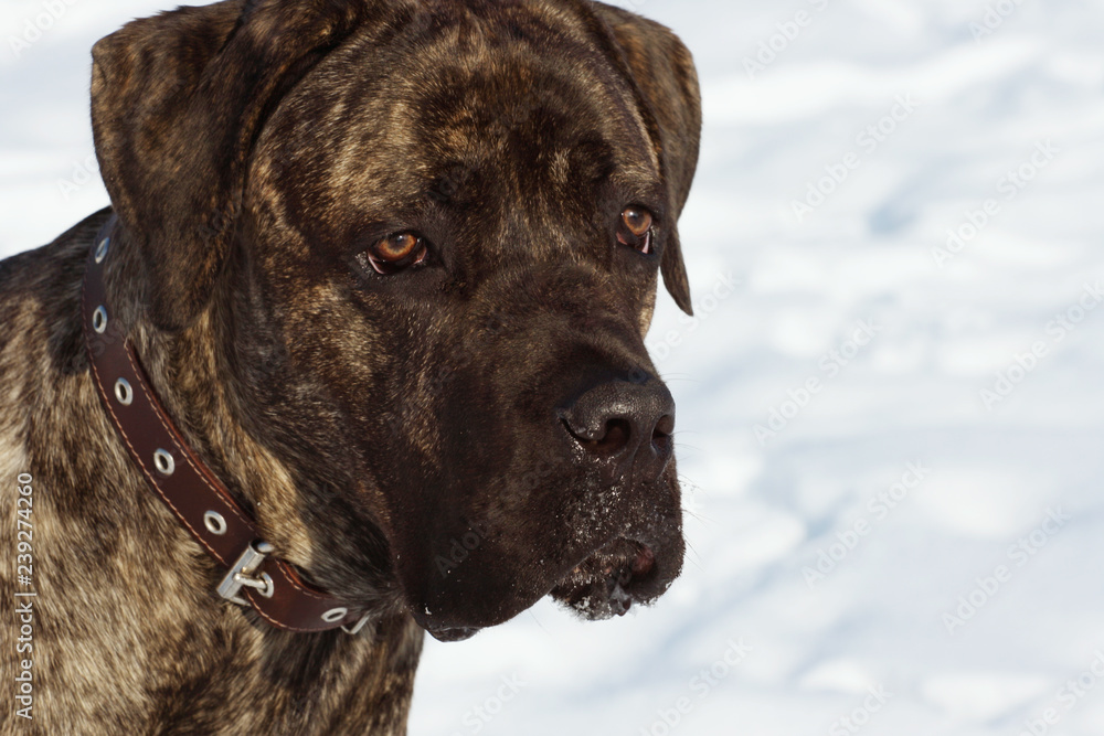 Cane Corso