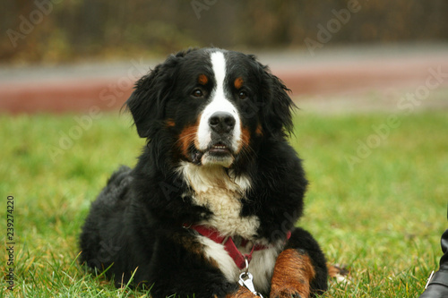  Bernese mountain dog 