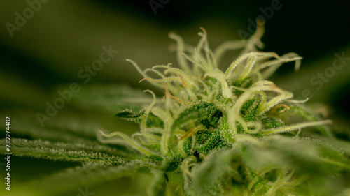 Cannabis Marijuana Weed Bud Macro Close Up In Garden Grow