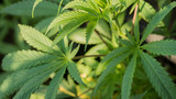 Cannabis Plant Weed Leaf Marijuana In Garden Growing 