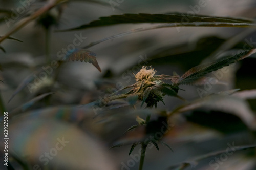 Weed Bud In Indoor Cannabis Bud Flower Marijuana Bud 