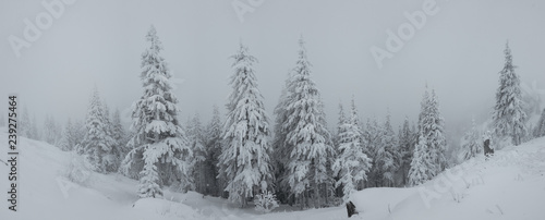 Panorama of heavy snow on top of the mountain. Cold foggy winter day. Trees covered in snow © bonciutoma