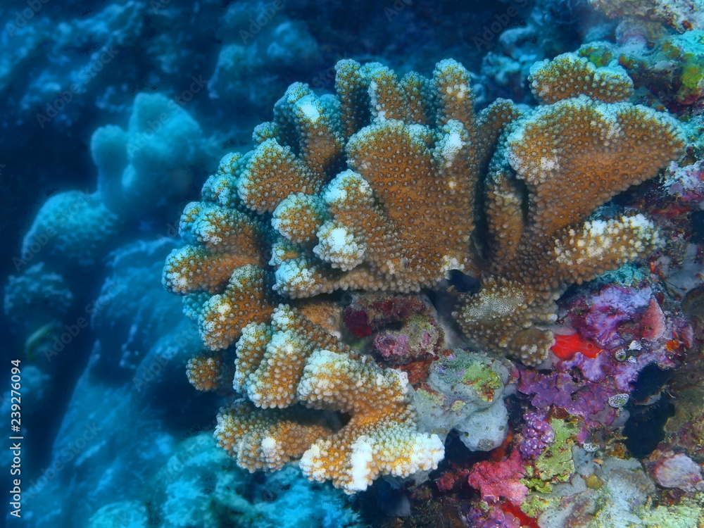 Stone coral Stone coral