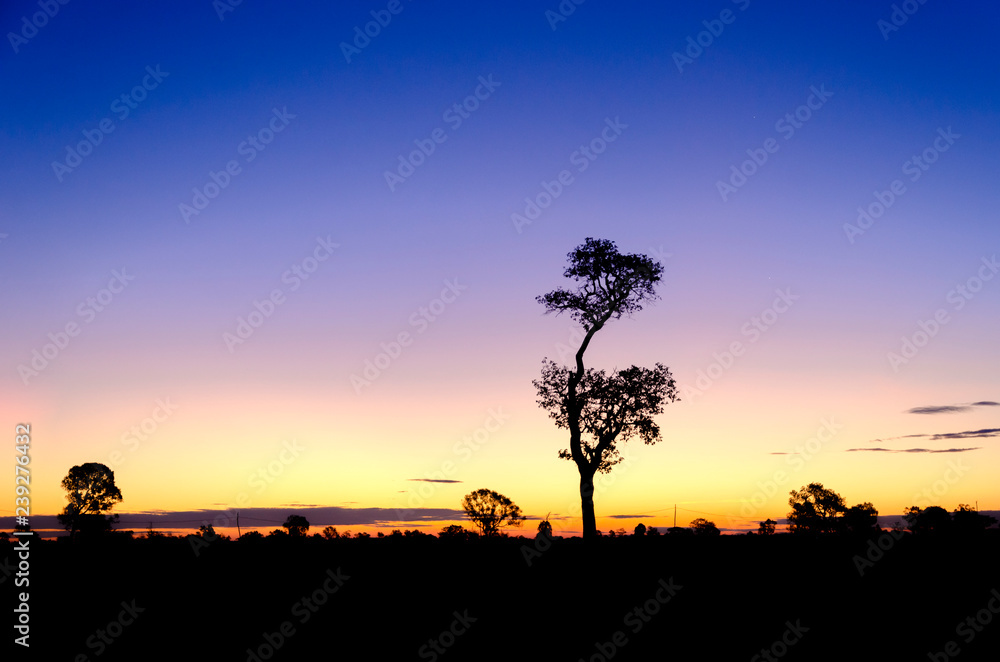 Tree silhouette at Sunrise in Thailand. Tree silhouette at Sunrise in Thailand.
