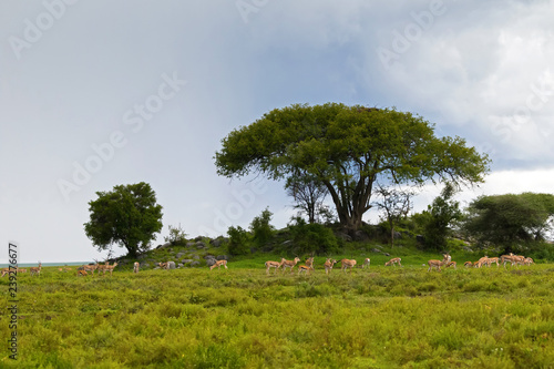 Herd of antelope Thomson's gazelle, Grant's gazelle, African animal feeding at Serengeti, Africa . photo