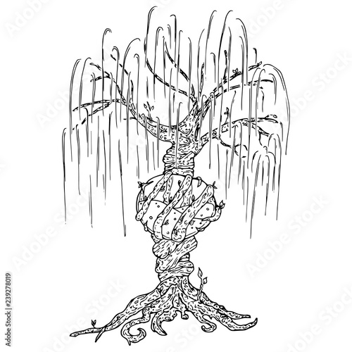 Tree icon. Vector illustration big tree willow. Hand drawn weeping willow tree.