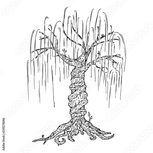 Tree icon. Vector illustration big tree willow. Hand drawn weeping willow tree.