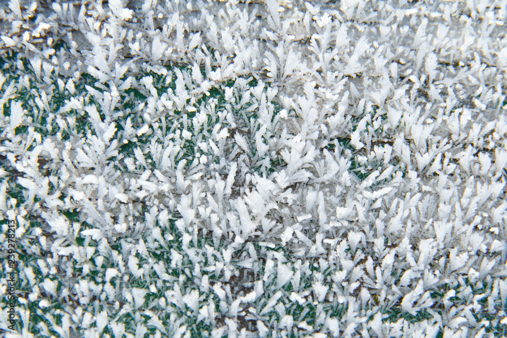 snow patterns on plants in early winter snow patterns on plants in early winter