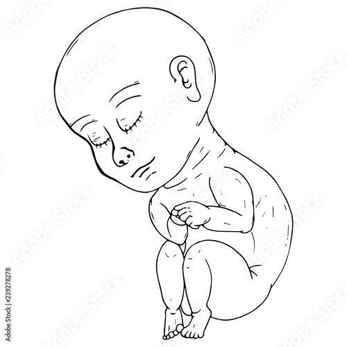 Baby in fetal position icon. Vector illustration of baby fetus. Hand drawn baby in fetal position.