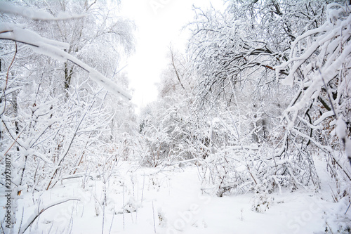 Christmas forest covered snow. Winter forest landscape - Image