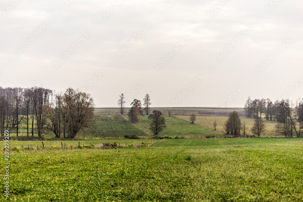 Fototapeta premium Late fall. Green meadows in the foreground. Trees and forest in the fog in the background. Site about agriculture. Podlaskie, Poland.