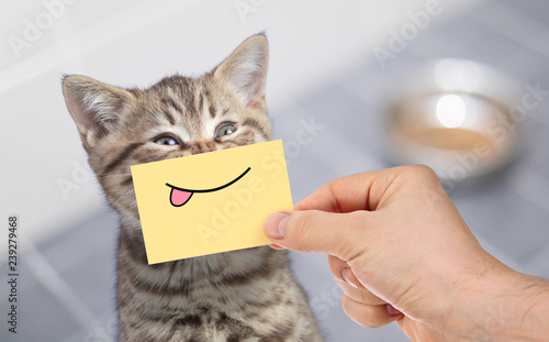Fototapeta Naklejka Na Ścianę i Meble -  funny cat with smile and tongue on cardboard sitting near food