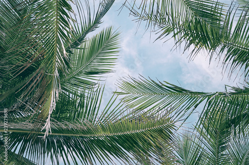Fototapeta Naklejka Na Ścianę i Meble -   palm trees