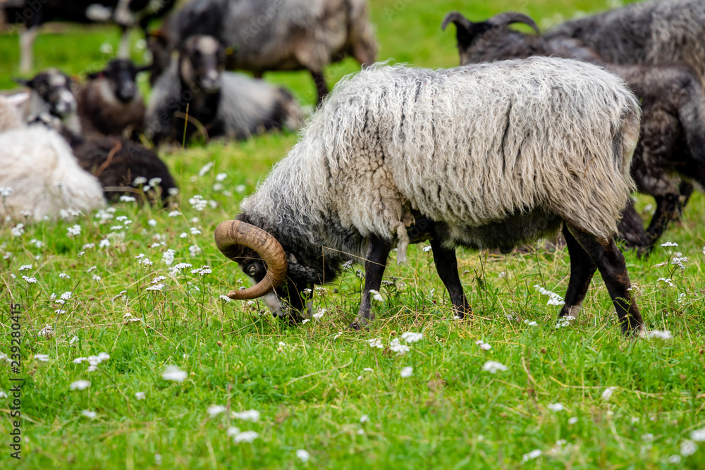 Fototapeta premium Male sheep grazing grass