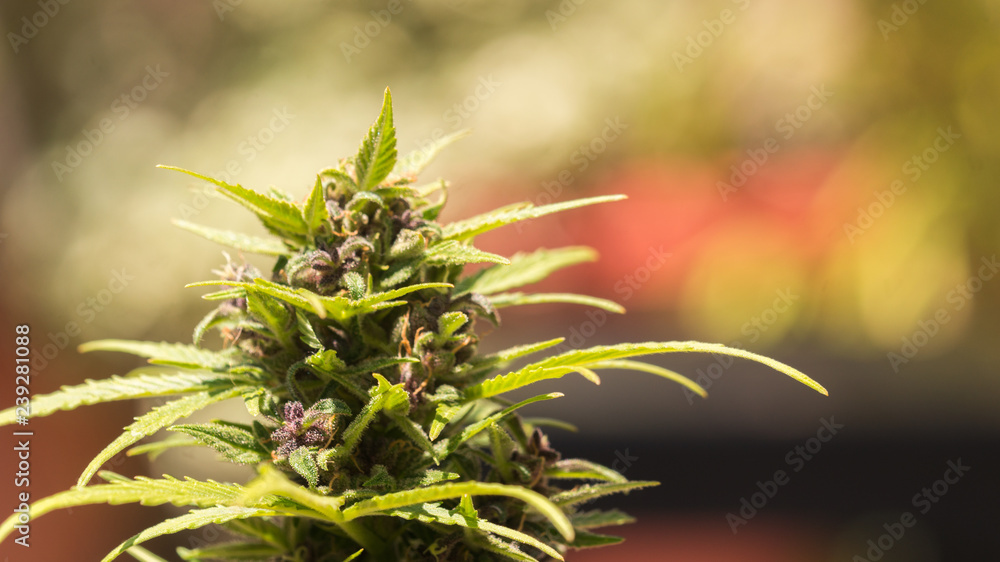 Cannabis Purple Kush Marijuana Bud Weed in garden grow Cannabis Purple Kush Marijuana Bud Weed in garden grow