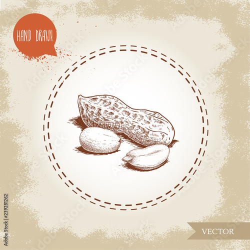 Hand drawn sketch style peanuts group. Roasted or fresh seeds and peanut pod isolated on old looking background. Organic food, cosmetic component. Vector illustration.
