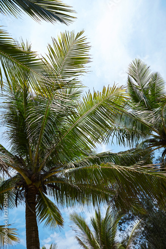 palm trees