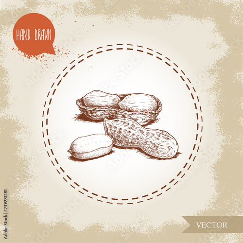 Hand drawn sketch style peanuts group. Roasted or fresh seeds and peanut pod isolated on old looking background. Organic food, cosmetic component. Vector illustration.